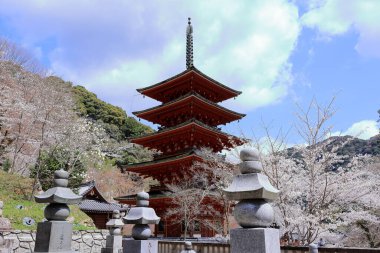 Kiraz çiçekli Hasedera Tapınağı, Japonya 'da Shingon Budizmi' nin Buzan mezhebi için bir Budist tapınağı.