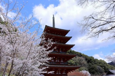 Kiraz çiçekli Hasedera Tapınağı, Japonya 'da Shingon Budizmi' nin Buzan mezhebi için bir Budist tapınağı.