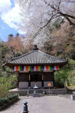 Kiraz çiçekli Hasedera Tapınağı, Japonya 'da Shingon Budizmi' nin Buzan mezhebi için bir Budist tapınağı.
