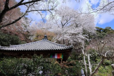 Kiraz çiçekli Hasedera Tapınağı, Japonya 'da Shingon Budizmi' nin Buzan mezhebi için bir Budist tapınağı.