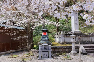 Kiraz çiçekli Hasedera Tapınağı, Japonya 'da Shingon Budizmi' nin Buzan mezhebi için bir Budist tapınağı.