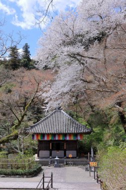 Kiraz çiçekli Hasedera Tapınağı, Japonya 'da Shingon Budizmi' nin Buzan mezhebi için bir Budist tapınağı.