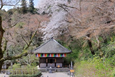Kiraz çiçekli Hasedera Tapınağı, Japonya 'da Shingon Budizmi' nin Buzan mezhebi için bir Budist tapınağı.