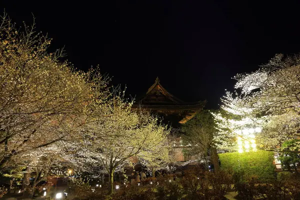 Kiraz çiçekleri olan Toji Tapınağı, Kujocho, Minami, Kyoto, Japonya 'da 5 katlı ahşap bir tapınağı olan tarihi Budist tapınağı.