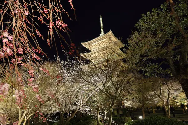 Kiraz çiçekleri olan Toji Tapınağı, Kujocho, Minami, Kyoto, Japonya 'da 5 katlı ahşap bir tapınağı olan tarihi Budist tapınağı.