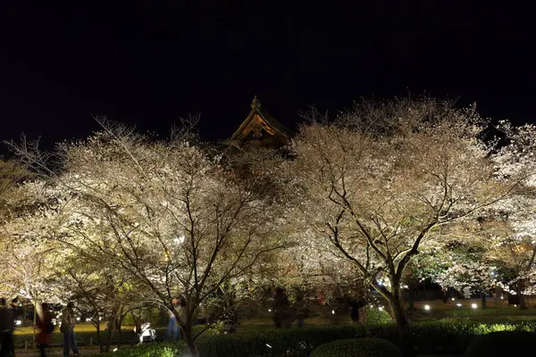 Kiraz çiçekleri olan Toji Tapınağı, Kujocho, Minami, Kyoto, Japonya 'da 5 katlı ahşap bir tapınağı olan tarihi Budist tapınağı.