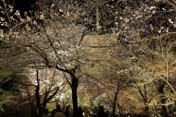 Kiraz çiçekleri olan Toji Tapınağı, Kujocho, Minami, Kyoto, Japonya 'da 5 katlı ahşap bir tapınağı olan tarihi Budist tapınağı.