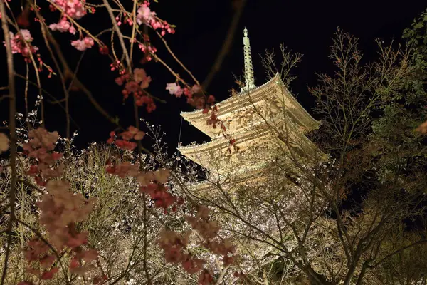 Kiraz çiçekleri olan Toji Tapınağı, Kujocho, Minami, Kyoto, Japonya 'da 5 katlı ahşap bir tapınağı olan tarihi Budist tapınağı.