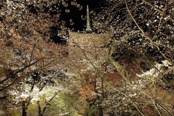 Kiraz çiçekleri olan Toji Tapınağı, Kujocho, Minami, Kyoto, Japonya 'da 5 katlı ahşap bir tapınağı olan tarihi Budist tapınağı.