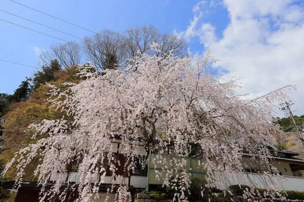 Kiraz çiçekli Hasedera Tapınağı, Japonya 'da Shingon Budizmi' nin Buzan mezhebi için bir Budist tapınağı.