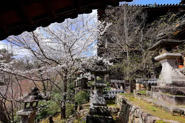 Kiraz çiçekli Hasedera Tapınağı, Japonya 'da Shingon Budizmi' nin Buzan mezhebi için bir Budist tapınağı.