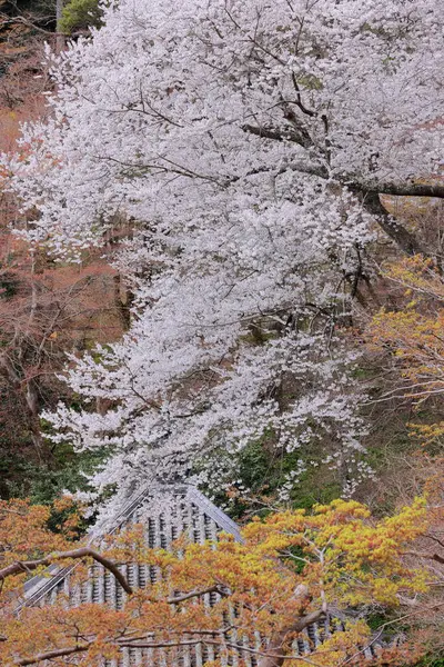 Kiraz çiçekli Hasedera Tapınağı, Japonya 'da Shingon Budizmi' nin Buzan mezhebi için bir Budist tapınağı.