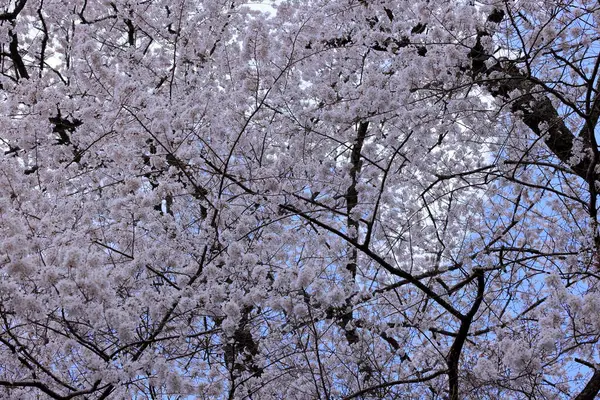 Kiraz çiçekli Hasedera Tapınağı, Japonya 'da Shingon Budizmi' nin Buzan mezhebi için bir Budist tapınağı.