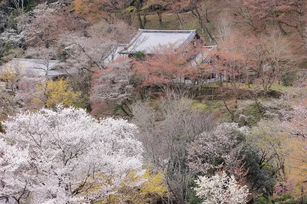 Kiraz çiçekli Hasedera Tapınağı, Japonya 'da Shingon Budizmi' nin Buzan mezhebi için bir Budist tapınağı.