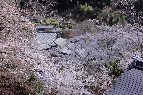 Kiraz çiçekli Hasedera Tapınağı, Japonya 'da Shingon Budizmi' nin Buzan mezhebi için bir Budist tapınağı.