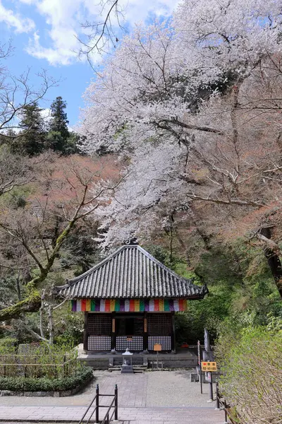 Kiraz çiçekli Hasedera Tapınağı, Japonya 'da Shingon Budizmi' nin Buzan mezhebi için bir Budist tapınağı.