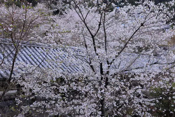 Kiraz çiçekli Hasedera Tapınağı, Japonya 'da Shingon Budizmi' nin Buzan mezhebi için bir Budist tapınağı.