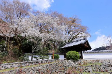 Kiraz çiçekli Hasedera Tapınağı, Japonya 'da Shingon Budizmi' nin Buzan mezhebi için bir Budist tapınağı.