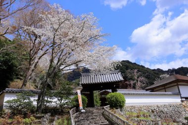 Kiraz çiçekli Hasedera Tapınağı, Japonya 'da Shingon Budizmi' nin Buzan mezhebi için bir Budist tapınağı.