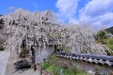 Kiraz çiçekli Hasedera Tapınağı, Japonya 'da Shingon Budizmi' nin Buzan mezhebi için bir Budist tapınağı.