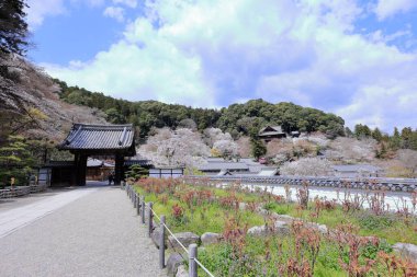 Kiraz çiçekli Hasedera Tapınağı, Japonya 'da Shingon Budizmi' nin Buzan mezhebi için bir Budist tapınağı.