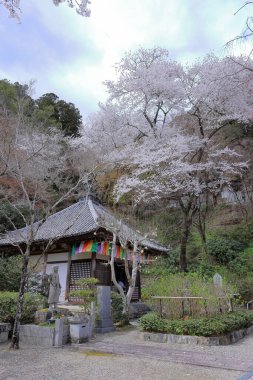 Kiraz çiçekli Hasedera Tapınağı, Japonya 'da Shingon Budizmi' nin Buzan mezhebi için bir Budist tapınağı.