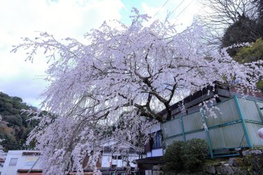 Kiraz çiçekli Hasedera Tapınağı, Japonya 'da Shingon Budizmi' nin Buzan mezhebi için bir Budist tapınağı.