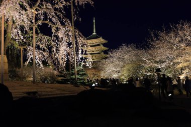 Kiraz çiçekleri olan Toji Tapınağı, Kujocho, Minami, Kyoto, Japonya 'da 5 katlı ahşap bir tapınağı olan tarihi Budist tapınağı.