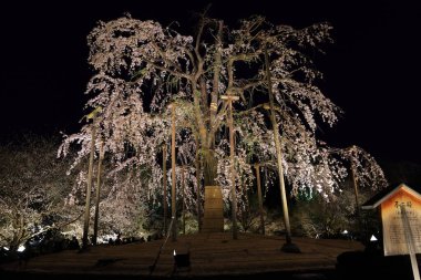 Kiraz çiçekleri olan Toji Tapınağı, Kujocho, Minami, Kyoto, Japonya 'da 5 katlı ahşap bir tapınağı olan tarihi Budist tapınağı.
