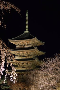Kiraz çiçekleri olan Toji Tapınağı, Kujocho, Minami, Kyoto, Japonya 'da 5 katlı ahşap bir tapınağı olan tarihi Budist tapınağı.