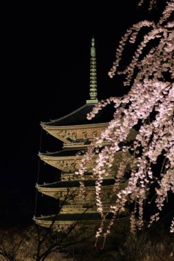 Kiraz çiçekleri olan Toji Tapınağı, Kujocho, Minami, Kyoto, Japonya 'da 5 katlı ahşap bir tapınağı olan tarihi Budist tapınağı.