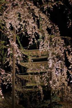 Kiraz çiçekleri olan Toji Tapınağı, Kujocho, Minami, Kyoto, Japonya 'da 5 katlı ahşap bir tapınağı olan tarihi Budist tapınağı.