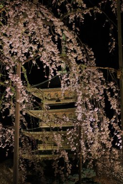Kiraz çiçekleri olan Toji Tapınağı, Kujocho, Minami, Kyoto, Japonya 'da 5 katlı ahşap bir tapınağı olan tarihi Budist tapınağı.
