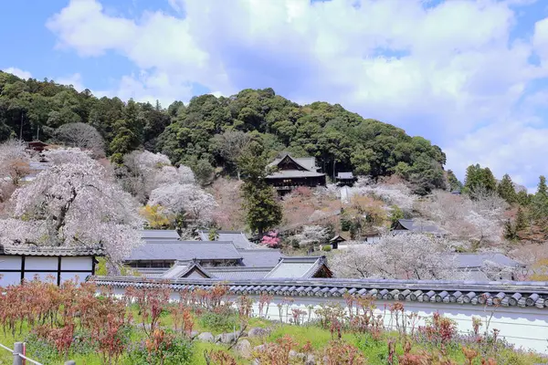 Kiraz çiçekli Hasedera Tapınağı, Japonya 'da Shingon Budizmi' nin Buzan mezhebi için bir Budist tapınağı.