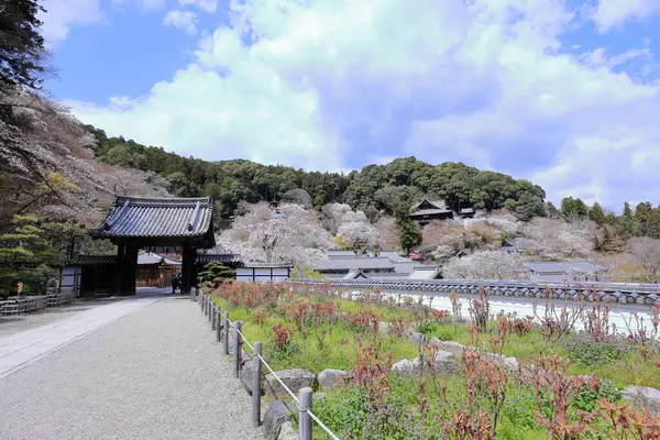 Kiraz çiçekli Hasedera Tapınağı, Japonya 'da Shingon Budizmi' nin Buzan mezhebi için bir Budist tapınağı.