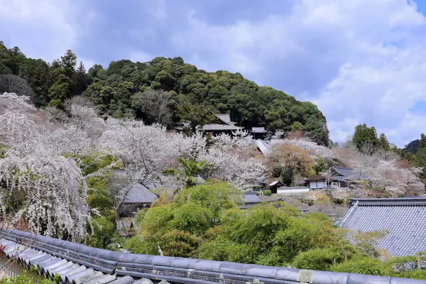 Kiraz çiçekli Hasedera Tapınağı, Japonya 'da Shingon Budizmi' nin Buzan mezhebi için bir Budist tapınağı.