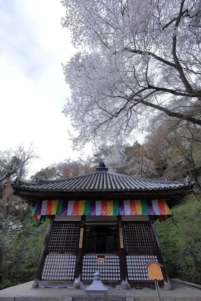 Kiraz çiçekli Hasedera Tapınağı, Japonya 'da Shingon Budizmi' nin Buzan mezhebi için bir Budist tapınağı.