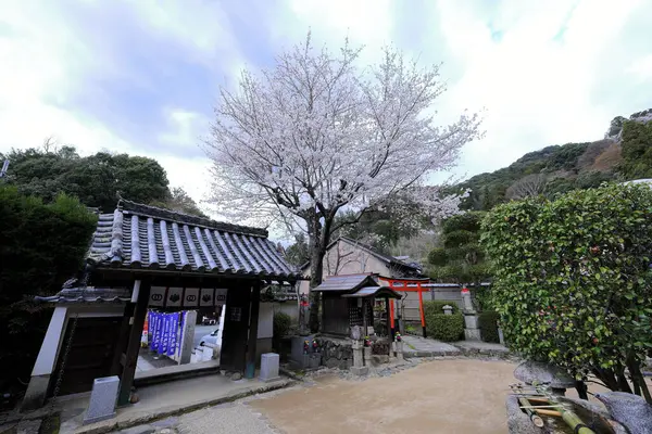 Kiraz çiçekli Hasedera Tapınağı, Japonya 'da Shingon Budizmi' nin Buzan mezhebi için bir Budist tapınağı.