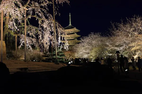 Kiraz çiçekleri olan Toji Tapınağı, Kujocho, Minami, Kyoto, Japonya 'da 5 katlı ahşap bir tapınağı olan tarihi Budist tapınağı.
