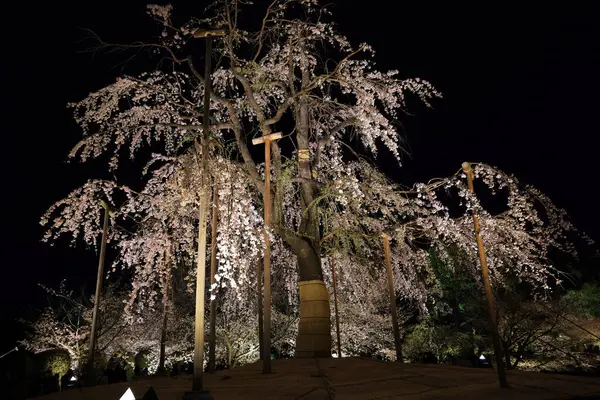 Kiraz çiçekleri olan Toji Tapınağı, Kujocho, Minami, Kyoto, Japonya 'da 5 katlı ahşap bir tapınağı olan tarihi Budist tapınağı.