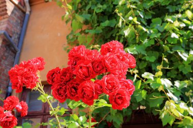 Bahçede güzel bir gül, yakın plan. Doğa arkaplanı