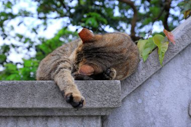 Kedi beton bir çitin üstünde uyuyor.