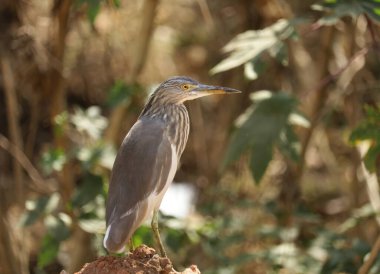 Güzel bir kuşun yakından çekimi.