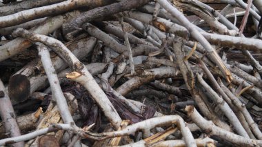 Ormanda bir odun yığını