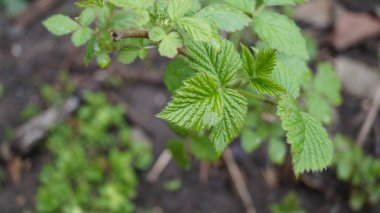 bir bitkinin yeşil yaprakları