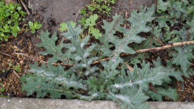 Bahçede yeşil yapraklar