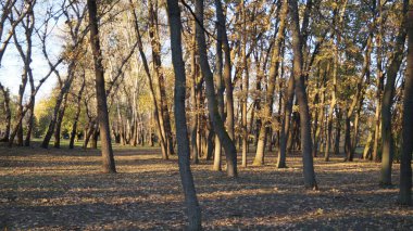 Ağaçlar ve yapraklarla dolu sonbahar parkı