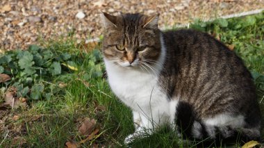 Yeşil çimenlerin üzerinde kedi