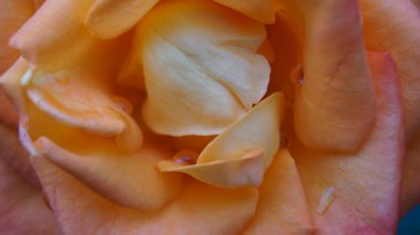 Güzel bir gül çiçeğine yaklaş