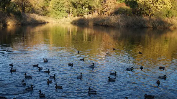 Göldeki kazlar ve ördekler